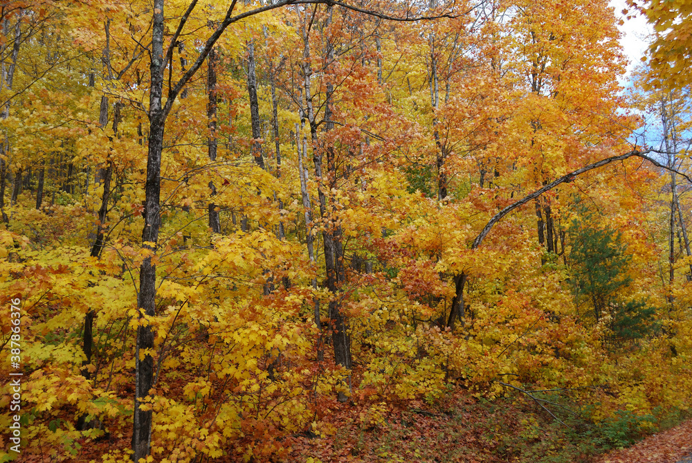 yellow and red autumn leaves in the sunny forest