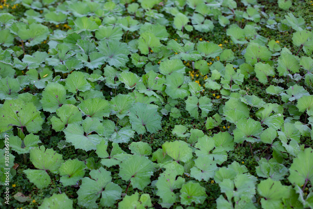 Tussilago farfara, commonly known as coltsfoot, is a large green leaf without flowers covers the ground. Natural plant background Tussilago farfara, commonly known as coltsfoot, is a large green leaf without flowers covers the ground. Natural plant background