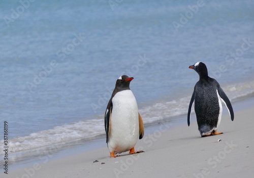 Gentoo penguin standing on sand beach in waves  Falkland Islands