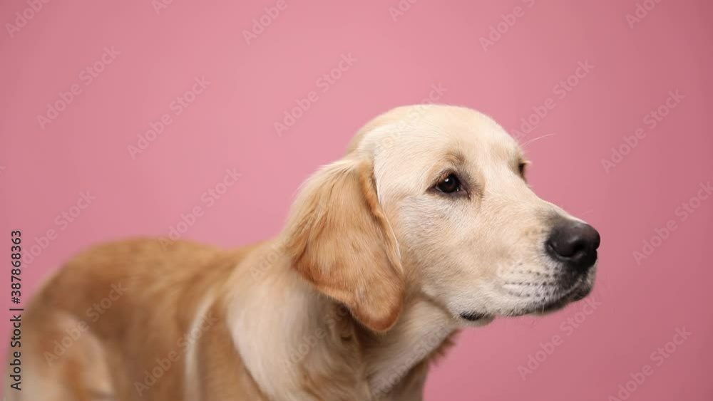hungry golden retriever puppy looking up, craving for food and licking on pink background in studio hungry golden retriever puppy looking up, craving for food and licking on pink background in studio