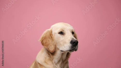 cute young Labrador retriever dog licking nose, looking to side and craving, waiting for food, walking on pink background in studio