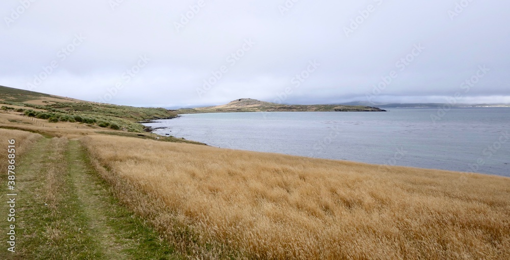 path in rough and windy grass landscape on island, Falkland Islands path in rough and windy grass landscape on island, Falkland Islands