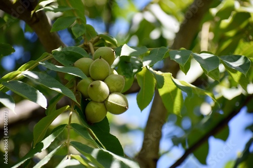 Tree branches with fruits of Juglans mandshurica or Manchurian walnut. photo