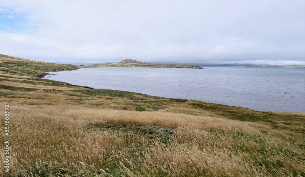 Rough and windy grass landscape on island with blue ocean, Falkland Islands