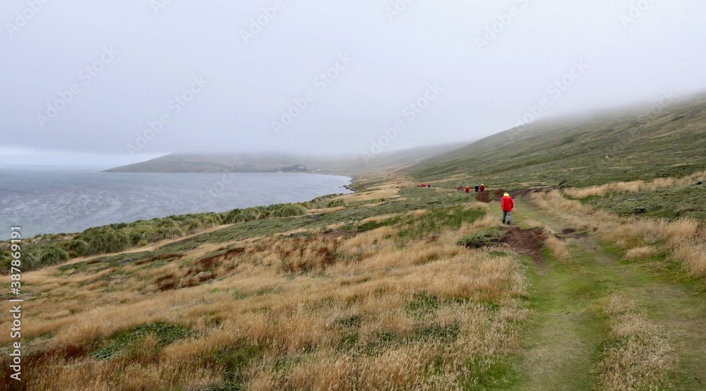 Tourists on path in rough and windy grass landscape on island, Falkland Islands