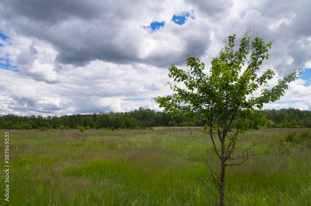 Obraz premium Lonely pear tree in a forest glade