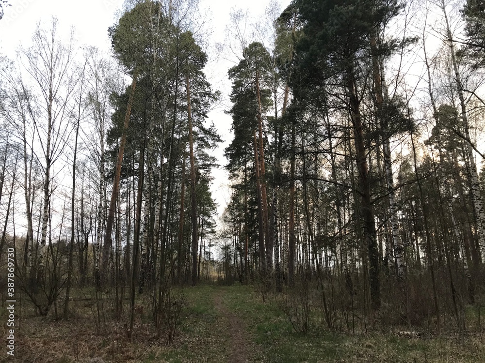 Fototapeta premium trees in the forest