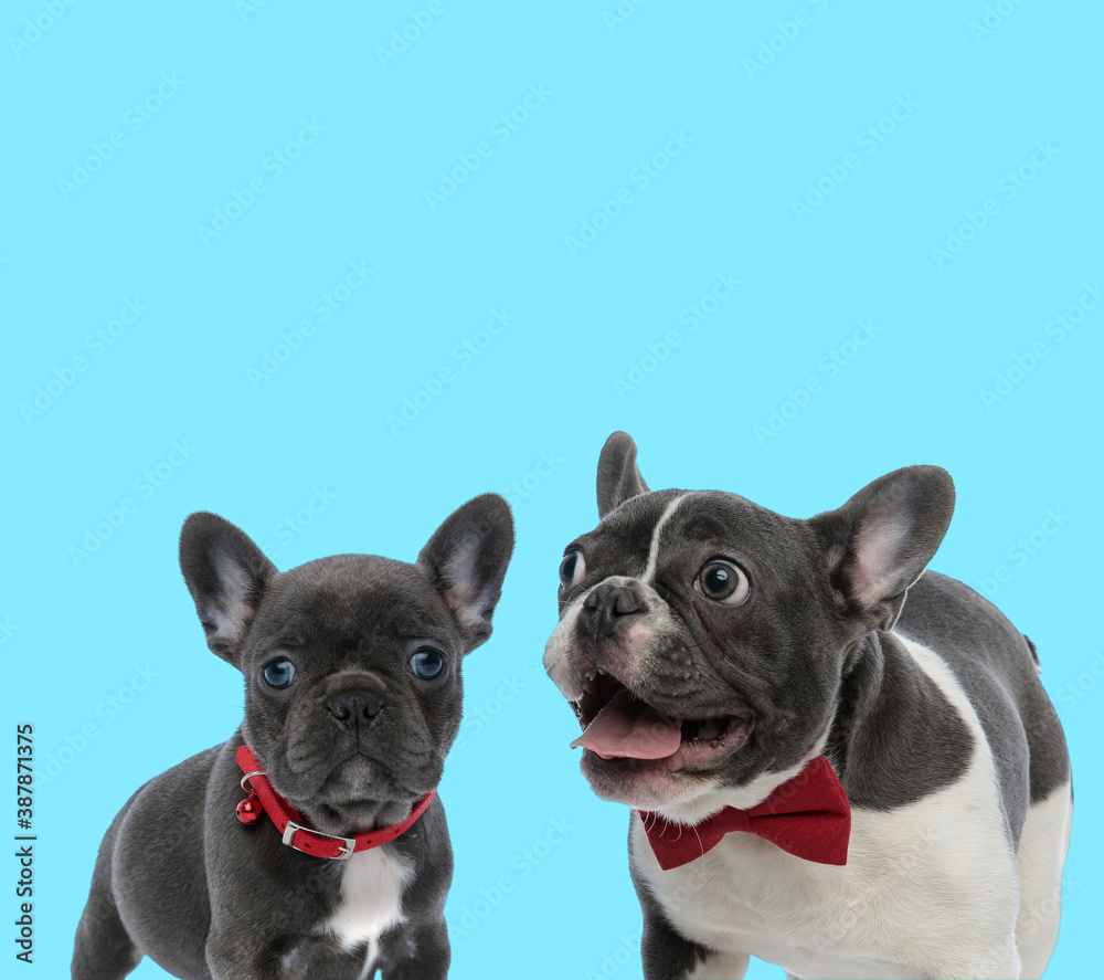 Excited French bulldog panting and cub wearing collar