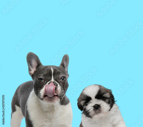 Suspicious French bulldog licking its nose and Shih Tzu cub