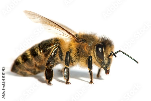 bee or honeybee in Latin Apis Mellifera