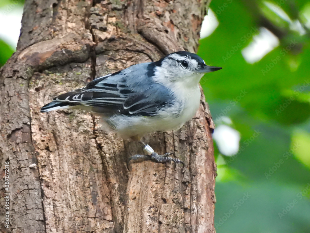 White-Breasted Nut Hatch Bird Hangs onto Side of Tree Trunk with Blue, Dark Blue and White Feathers White-Breasted Nut Hatch Bird Hangs onto Side of Tree Trunk with Blue, Dark Blue and White Feathers