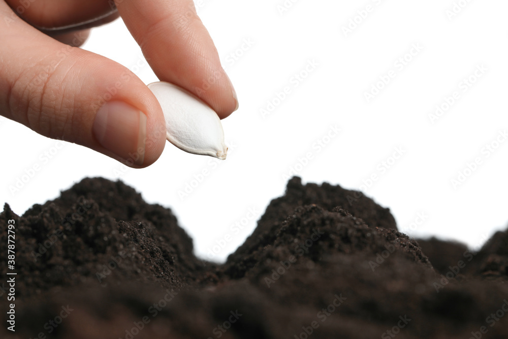 Woman putting pumpkin seed into fertile soil against white background, closeup. Vegetable planting Woman putting pumpkin seed into fertile soil against white background, closeup. Vegetable planting