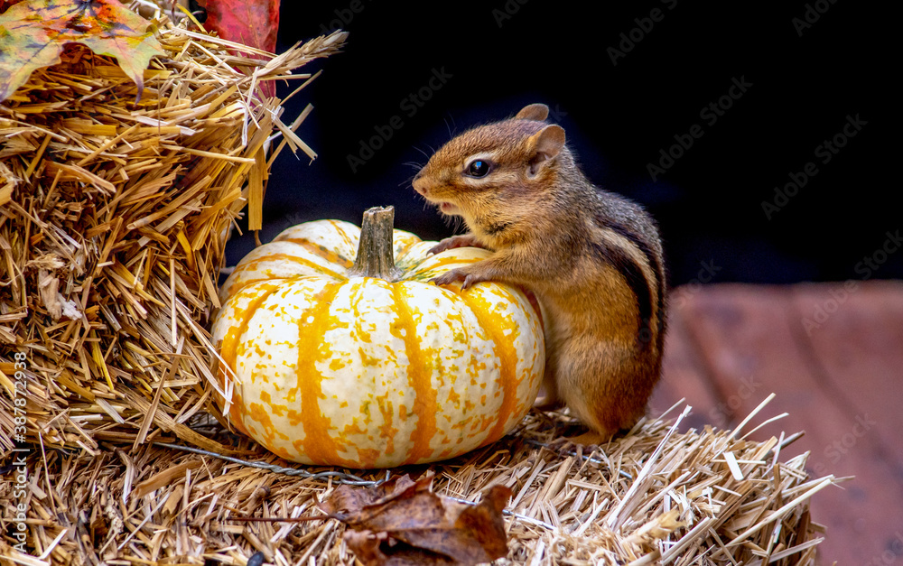 Furry rodent with a tiny  Halloween pumpkin