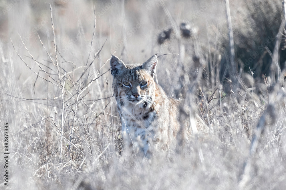 Φωτογραφία Bobcat (Lynx rufus), Point Reyes National Seashore, California, USA