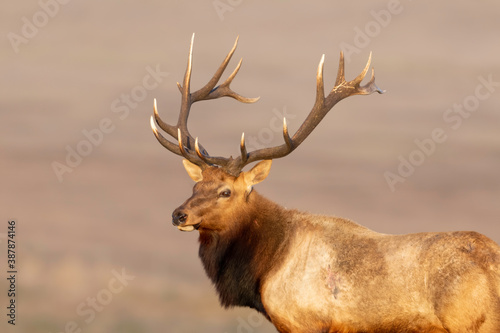Tule Elk bull Cervus canadensis nannodes   Point Reyes National Seashore  California  USA