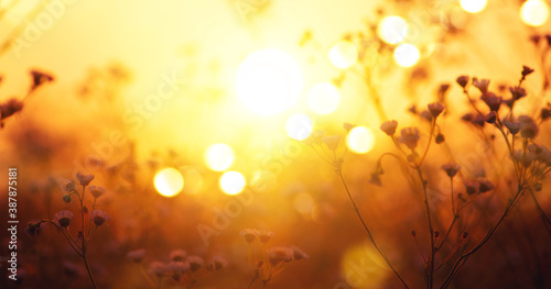 Autumn abstract nature background  fall backdrop. Beautiful Meadow with wild flowers over sunset sky. Beauty nature field background with sun flare. Bokeh  Silhouettes of wild grass and flowers