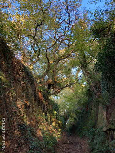 Fotomurale Holloway or drovers way, an ancient sunken pathway in autumn, East Chinnock, Som