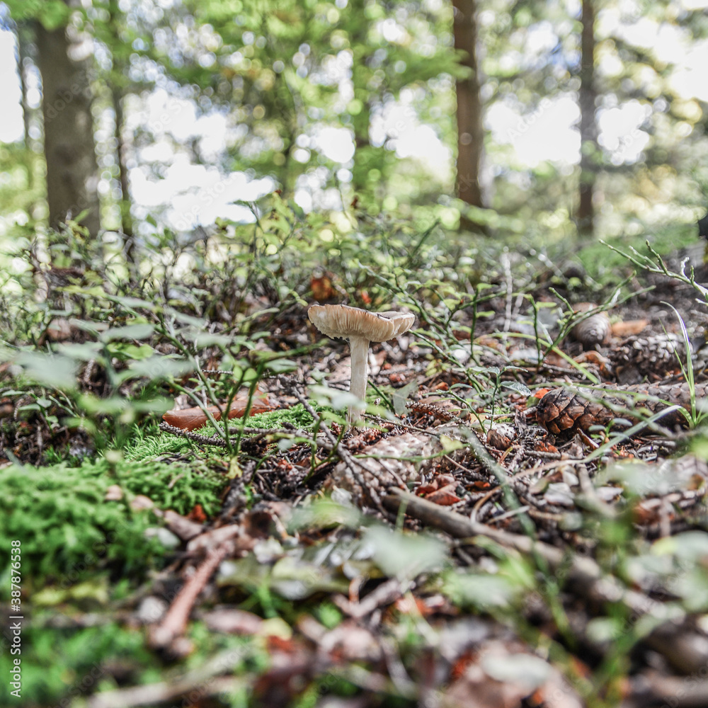 mushroom in the forest mushroom in the forest