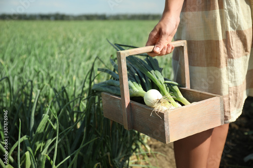 Woman holding wooden basket with fresh green onions in field, closeup