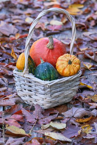 wooden basket with colorful pumpkins on the table covered with colorful foliage