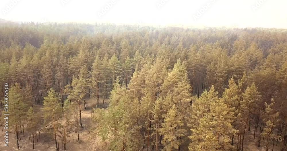Aerial video of burned forest after fire. Dangerous Aerial video of burned forest after fire. Dangerous