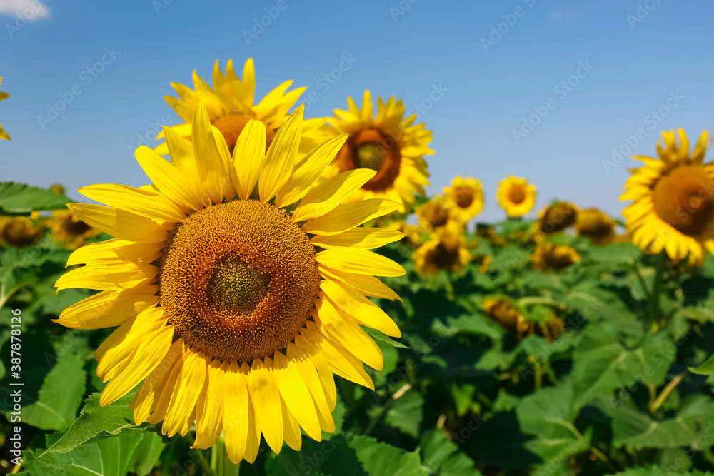 Beautiful sunflower growing in field, closeup view Beautiful sunflower growing in field, closeup view