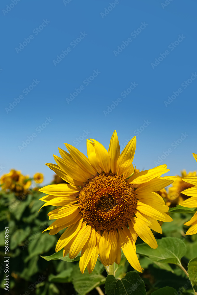 Beautiful sunflower growing in field, closeup view Beautiful sunflower growing in field, closeup view