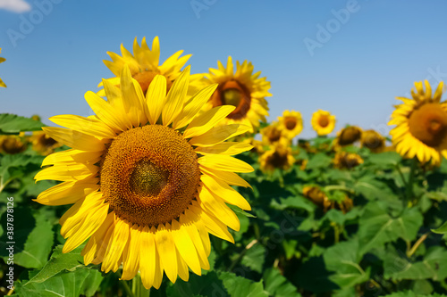 Beautiful sunflower growing in field  closeup view