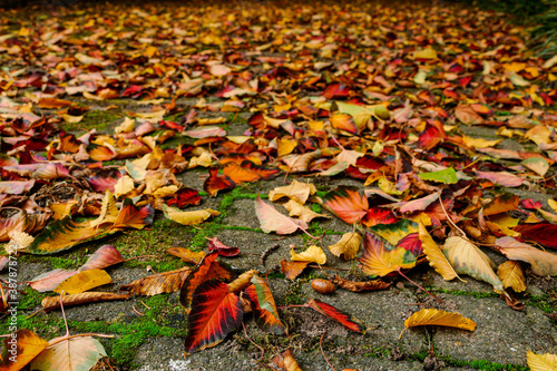 autumn leaves on the ground