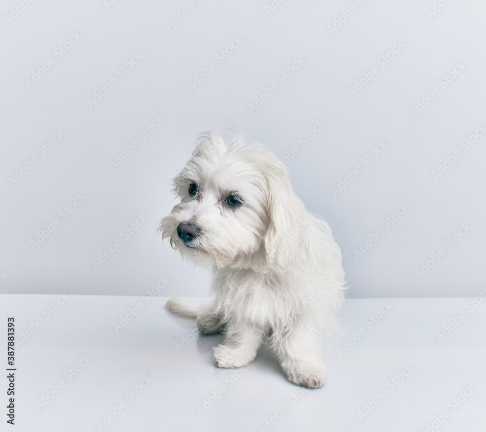Adorable dog over isolated white background. Adorable dog over isolated white background.