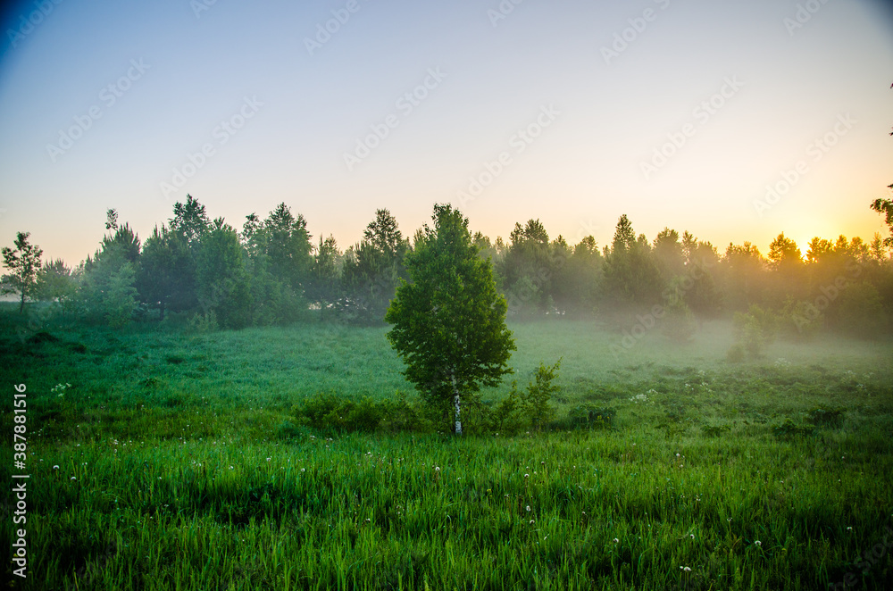 Obraz premium morning mist. Sunlight penetrates through birches and coniferous trees