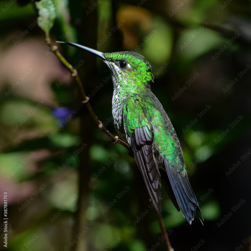 Fototapeta premium Emerald Green Hummingbird