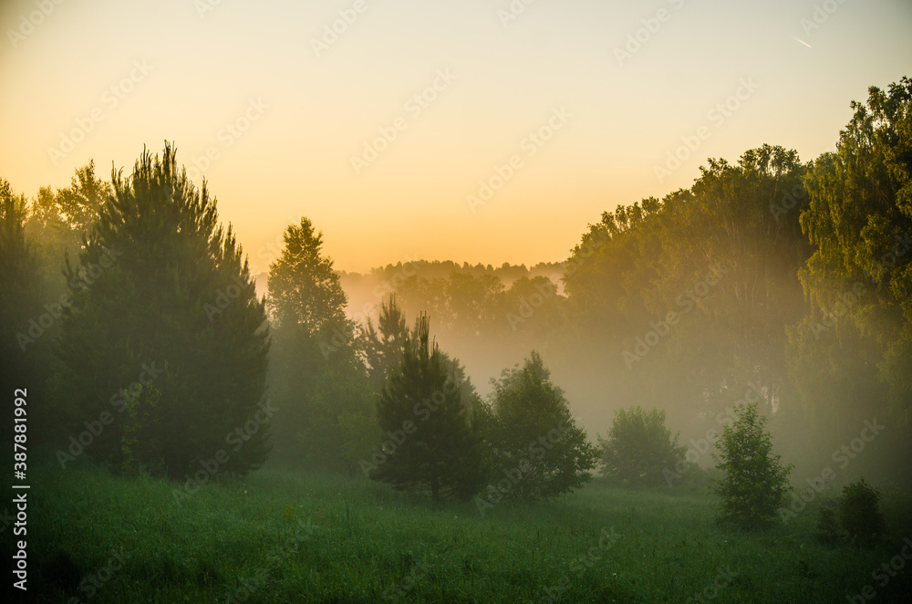 Fototapeta premium morning mist. Sunlight penetrates through birches and coniferous trees
