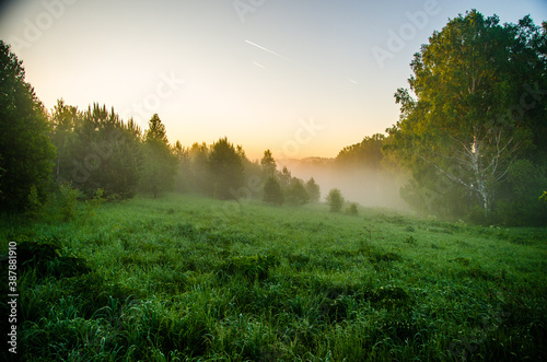 morning mist. Sunlight penetrates through birches and coniferous trees