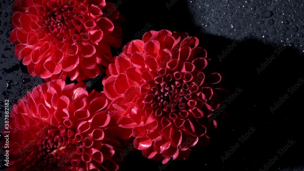 Surreal dark chrome red flower dahlia macro on black background