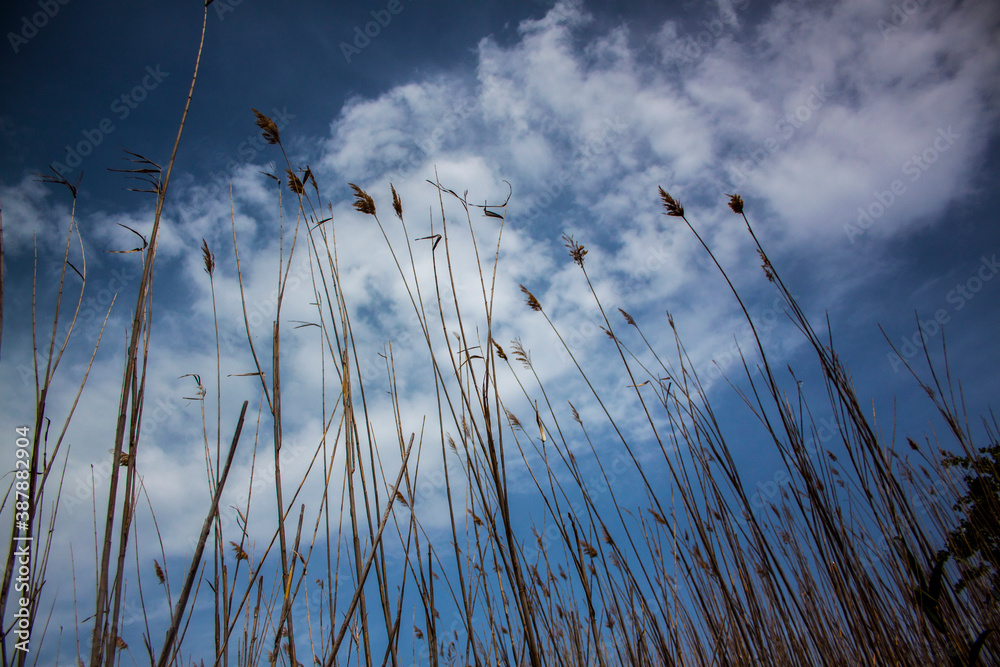 Fototapeta premium Cielo