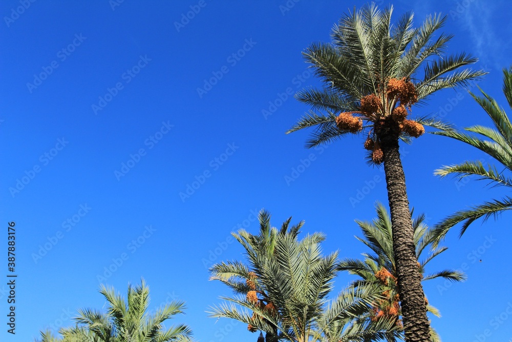 Landscape and palm trees of the hillside of the Vinalopo River Landscape and palm trees of the hillside of the Vinalopo River