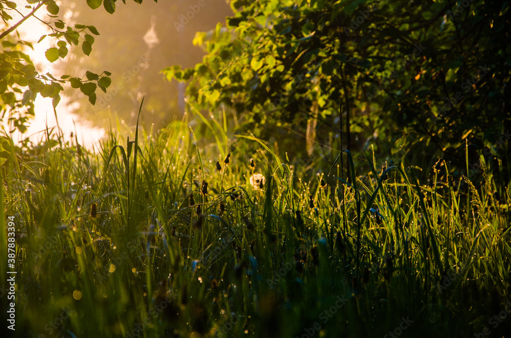 Obraz premium the sun's rays break through the lush grass. thick morning fog