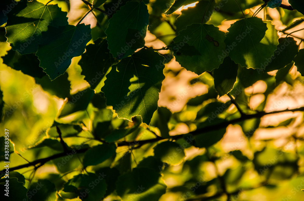 the sun's rays break through the birch leaves. Thick morning fog