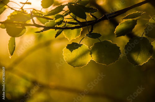 the sun's rays break through the birch leaves. Thick morning fog