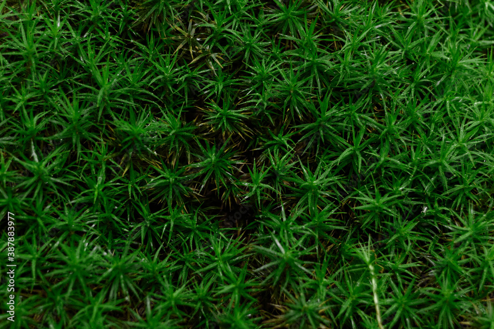 Magnificent green moss lying in the middle of the forest in autumn coming out of the ground Magnificent green moss lying in the middle of the forest in autumn coming out of the ground