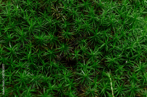 Fototapeta Naklejka Na Ścianę i Meble -  Magnificent green moss lying in the middle of the forest in autumn coming out of the ground