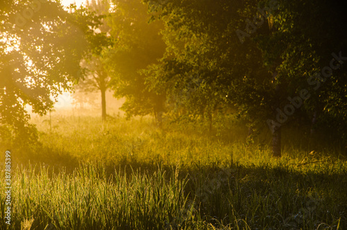 morning mist. Sunlight penetrates through birches and coniferous trees