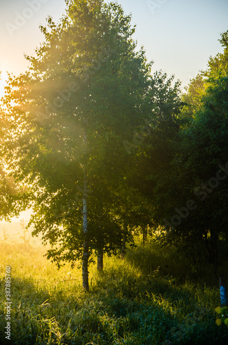 morning mist. Sunlight penetrates through birches and coniferous trees
