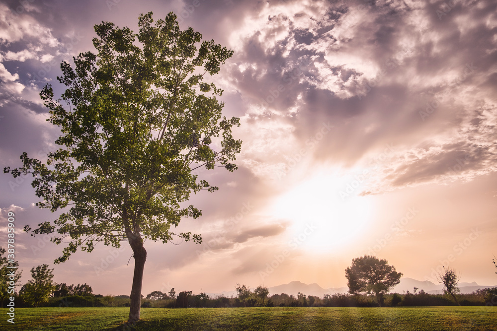Obraz premium sunset with a tree in the foreground and a mauve cloudy sky, green meadow, panoramic format