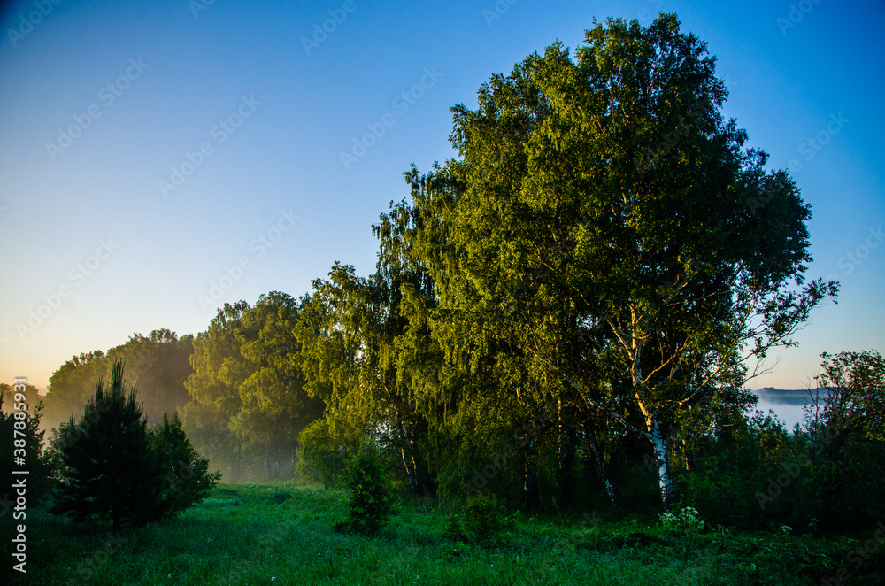 Obraz premium morning mist. Sunlight penetrates through birches and coniferous trees