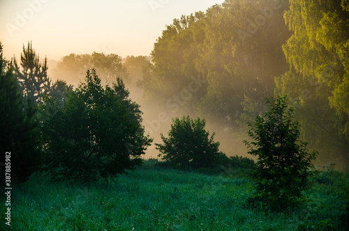 morning mist. Sunlight penetrates through birches and coniferous trees