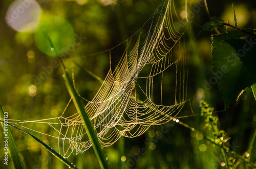 Juicy greens. cobwebs in the morning mist.