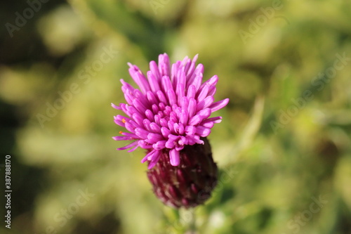 thistle flower