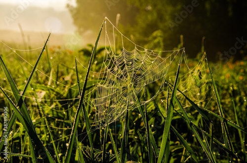 cobwebs in the morning mist. Juicy greens.